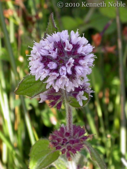 water mint ex11104 _800_.JPG